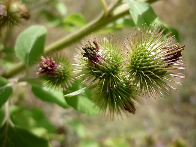 Arctium minus: Green spherical burs covered with long hooked bracts.