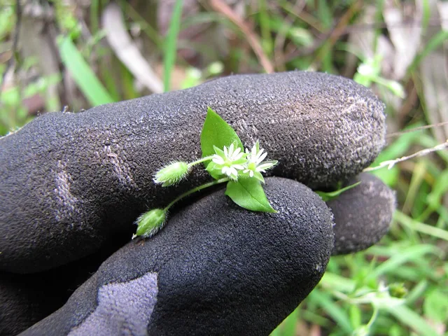 Stellaria media: A small flowering shoot held on a glove, showing white deeply divided petals, opposite leaves and buds.