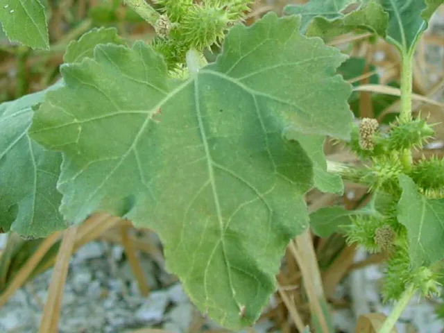 Xanthium strumarium: Broad triangular to shallowly lobed leaf with coarse teeth and prominent veins.