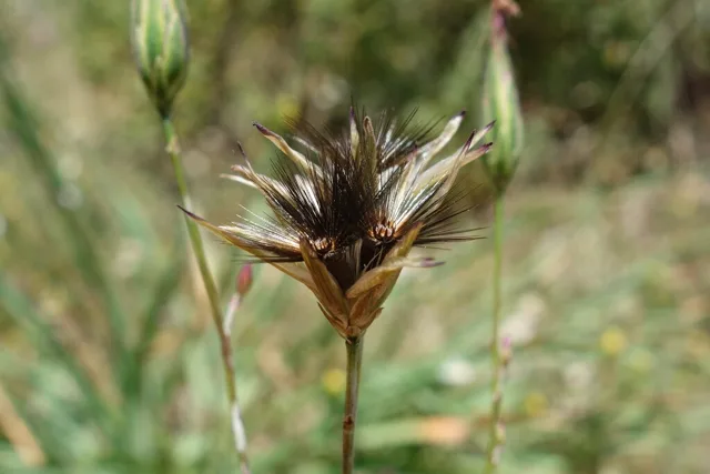 Crupina vulgaris: An open fruiting head with conspicuous dark bristles.