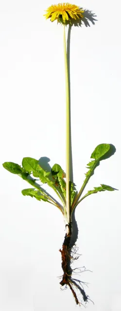 Taraxacum officinale: Whole photographed plant with a taproot, basal lobed leaves, and a leafless stalk bearing a yellow flower head.