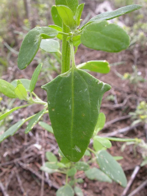 Chenopodium album: A broad-based, toothed leaf on an upright leafy stem.
