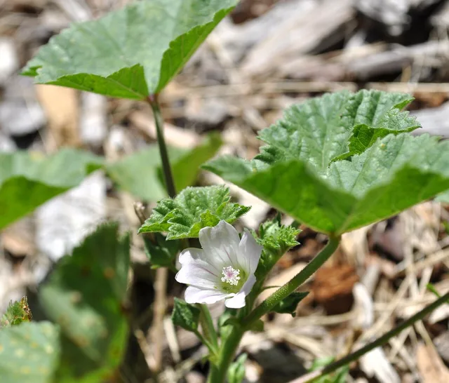 Malva neglecta: A small pale flower beneath rounded, shallowly lobed leaves with toothed edges.
