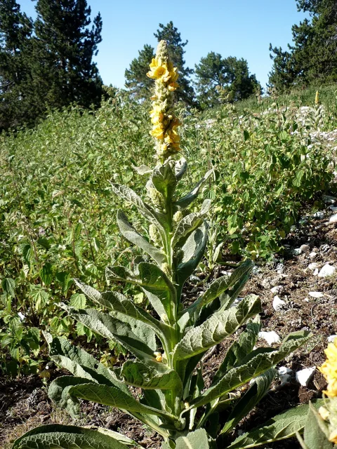 Verbascum thapsus: Tall yellow flowering spike above a column of broad pale woolly leaves.