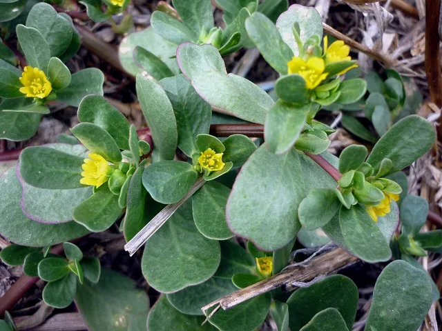 Portulaca oleracea: Small yellow flowers nestled among thick rounded succulent leaves.