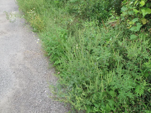 Ambrosia artemisiifolia: A low stand of common ragweed flowering along the edge of a paved path, with other vegetation nearby.