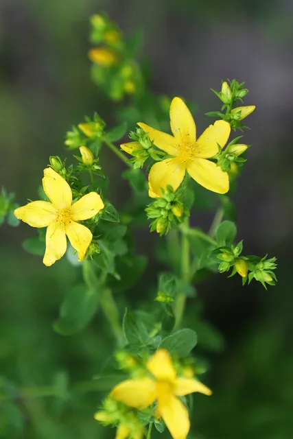 Hypericum perforatum: Five-petaled yellow flowers with numerous projecting stamens.