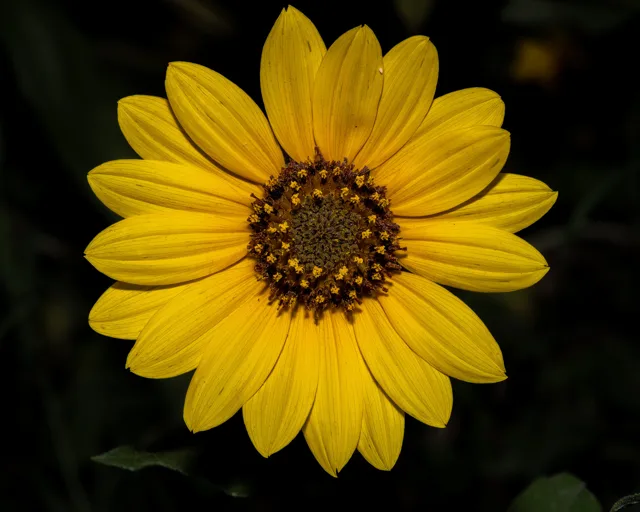 Helianthus annuus: Front view of a sunflower head, showing yellow ray florets surrounding the darker central disk.