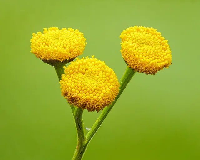Close view of three yellow buttonlike tansy flower heads, showing tiny disk florets.