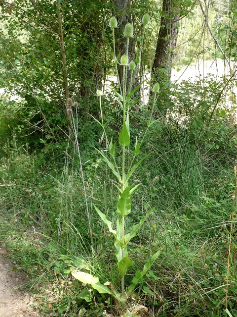 Dipsacus fullonum: Tall erect teasel stem with opposite leaves and branching upper flower-head stalks.