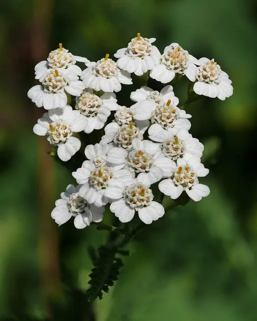 White flower-head cluster viewed from above, with individual ray and disk florets visible.