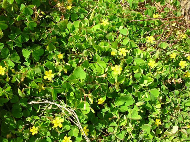 Creeping woodsorrel: a low leafy patch of creeping woodsorrel with small yellow flowers.