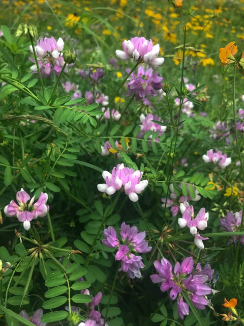 Sprawling crownvetch stems with many pink-and-white flower clusters and pinnate leaves among other vegetation.