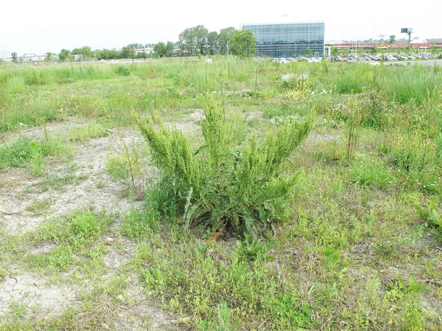 Rumex crispus: A broad, branching fruiting plant in open disturbed ground.