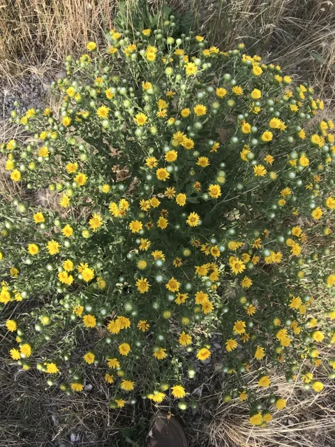 Rounded, densely branching curlycup gumweed plant covered with yellow flower heads.