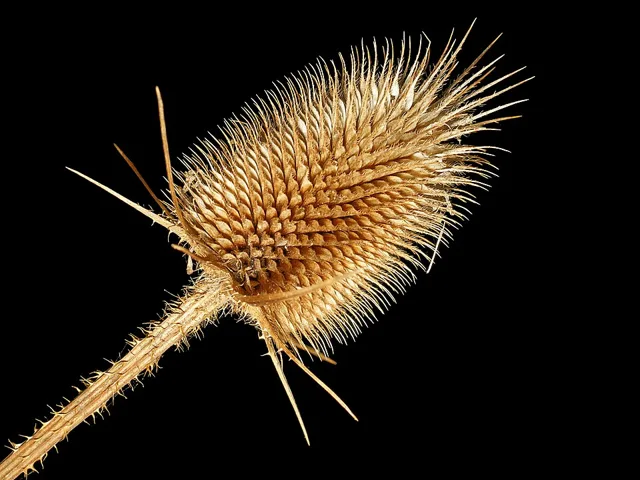 Dry oval teasel head on a prickly stalk, with rigid bracts surrounding the head.