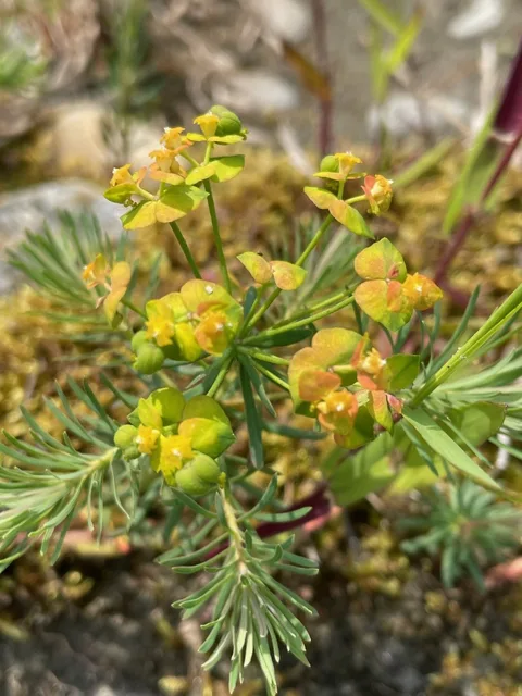 Euphorbia cyparissias: Yellow-green floral bracts and small cyathia above many narrow leaves.