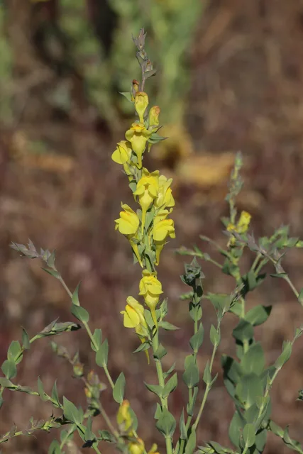 Linaria dalmatica: Erect stem bearing a long series of yellow flowers and broad clasping leaves.