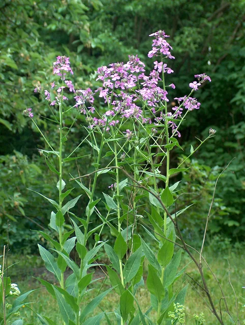 Hesperis matronalis: Upright stems with alternate lance-shaped leaves and branching clusters of lilac flowers.