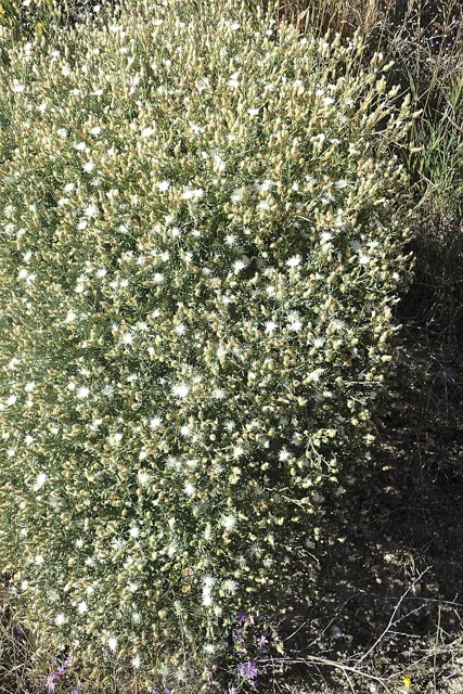 Dense, widely branched diffuse knapweed bearing many small pale flower heads; photographed at Williams Fork Reservoir, Colorado.