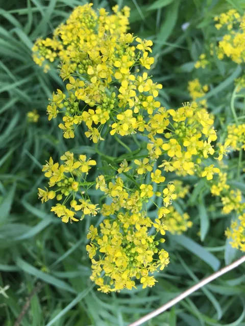 Isatis tinctoria: Branched clusters of small yellow flowers above blue-green foliage.
