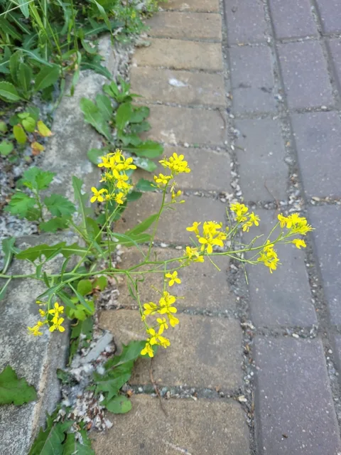 Brassica elongata: A branched stem with yellow flowers growing beside paving.