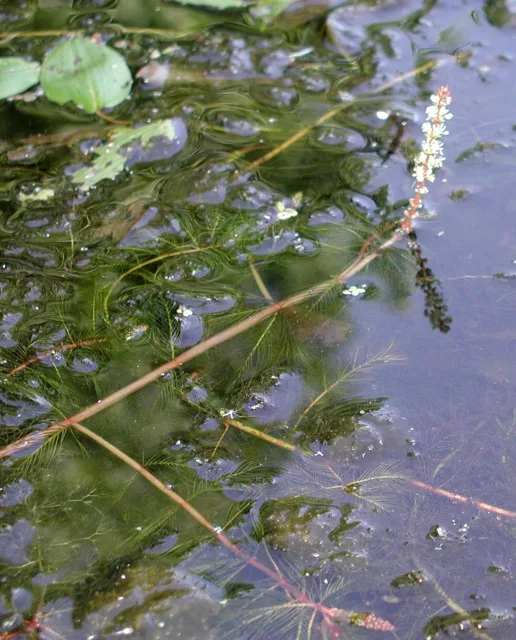 A watermilfoil shoot at the water surface with a small flower spike rising above the water.
