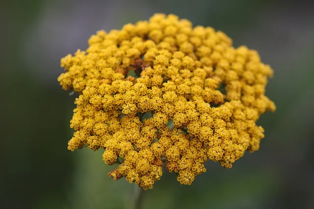 Macro view of a domed-to-flat cluster of small golden-yellow flower heads.