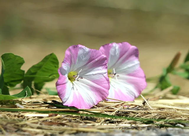 Convolvulus arvensis: Pale pink funnel-shaped flowers with darker pink bands and nearby arrow-shaped leaves.