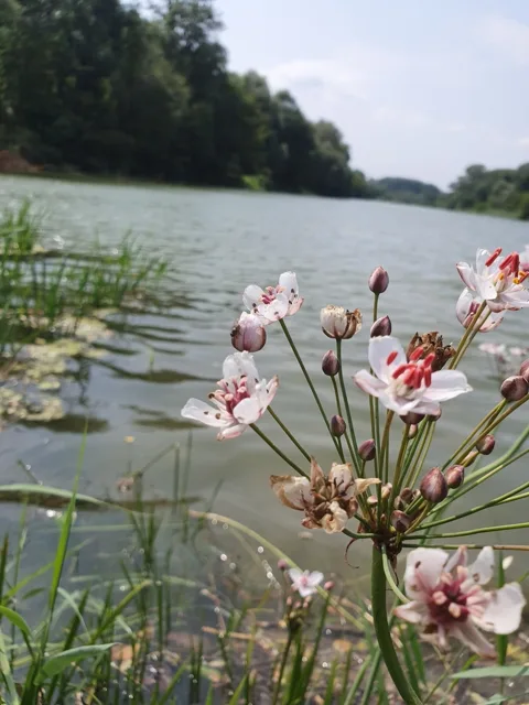Butomus umbellatus: A cluster of pale pink flowers and buds held on radiating stalks beside open water.