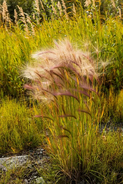Hordeum jubatum: A tuft of foxtail barley with slender leaves and pale pink, long-awned heads.
