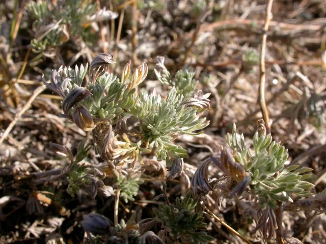 Low basal shoots with compact clusters of finely divided silvery-green leaves among dry vegetation.