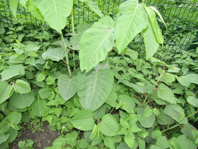 Reynoutria sachalinensis: Upright shoots with broad, heart-based leaves among mixed ground vegetation.