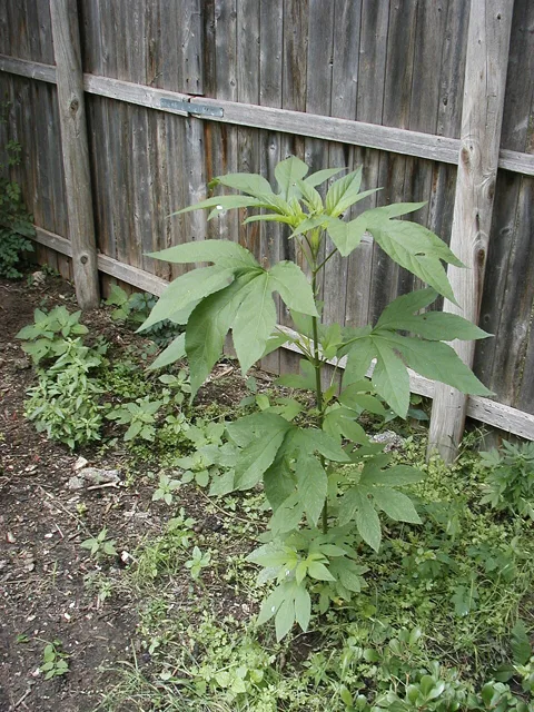 Ambrosia trifida: An upright giant ragweed plant beside a fence, with large three- to five-lobed leaves.