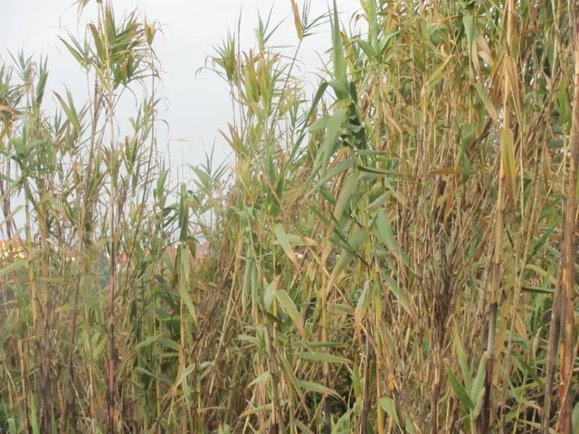 Arundo donax: A dense stand of tall, jointed canes and long leaves near water.