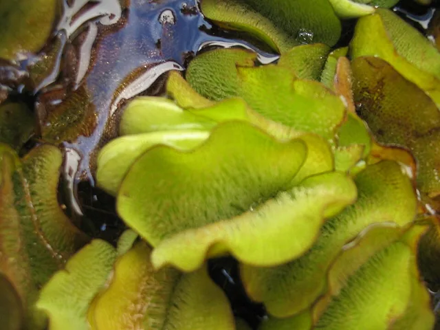 Salvinia molesta: Close view of floating, folded green leaves with textured upper surfaces.