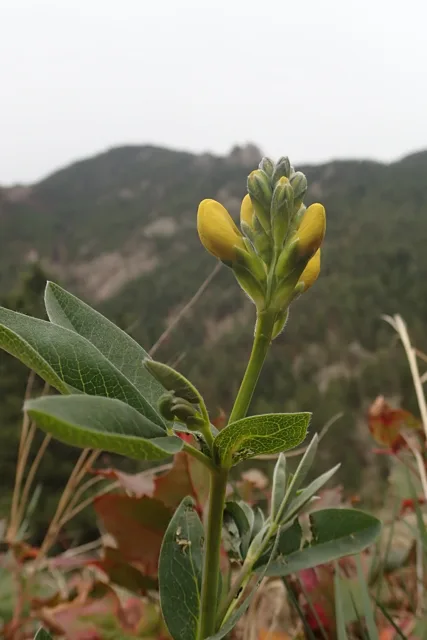 Thermopsis divaricarpa: An upright shoot with yellow flower buds and emerging flowers above leafy nodes and broad stipules.