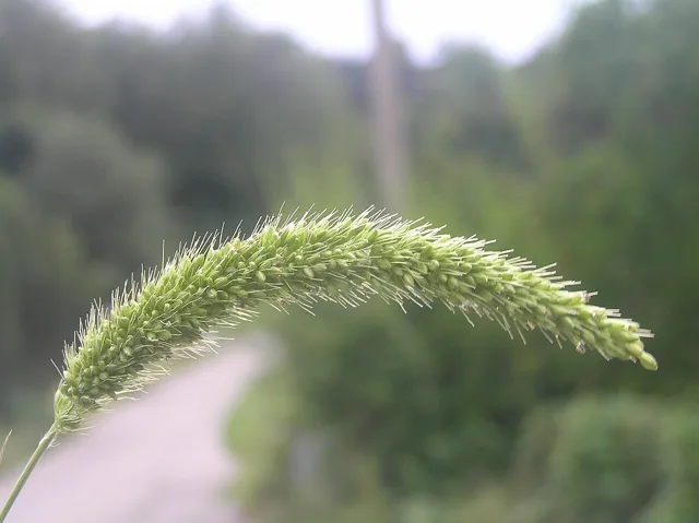 Green foxtail: a curved green flower head is surrounded by many long fine bristles.