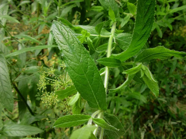 Epilobium hirsutum: A serrated leaf and visibly hairy stem among surrounding vegetation.