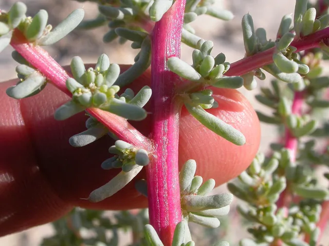 Halogeton glomeratus: Small fleshy cylindrical blue-green leaves cluster along a reddish stem.