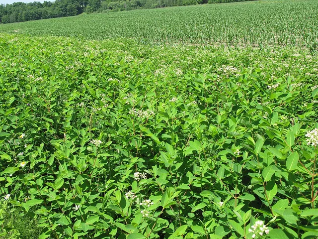 Apocynum cannabinum: A dense leafy flowering stand beside a cultivated field.