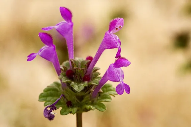 Lamium amplexicaule: Several long purple tubular flowers rising from a whorl of rounded clasping leaves.