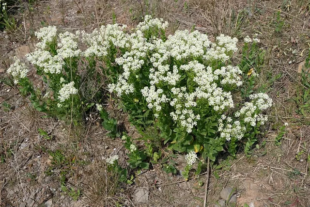A dense patch of whitetop in bloom, with broad white flower clusters above green leaves.