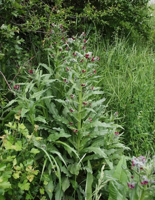 Cynoglossum officinale: Upright leafy flowering plant with broad lance-shaped foliage and branched upper flower stems.