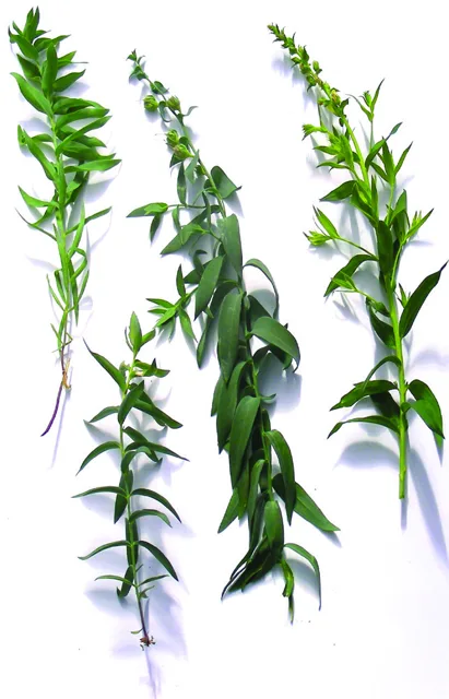 Several fresh hybrid-toadflax shoots with variable, relatively broad leaves, photographed against a white background.