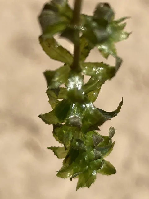 Hydrilla verticillata: A wet stem tip with short leaves in whorls and toothed leaf margins.