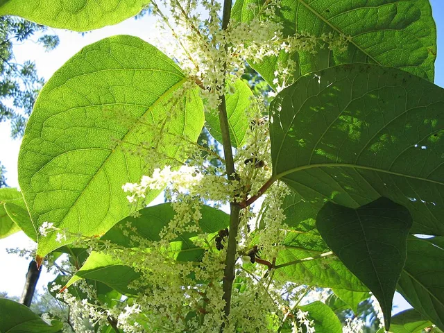 Reynoutria japonica: Broad pointed leaves and pale flower clusters viewed against the light.