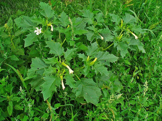Datura stramonium: Bushy plant with coarsely toothed broad leaves and upright white flowers.