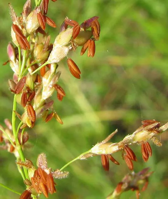 Sorghum halepense: Close view of grass spikelets with dangling reddish anthers.