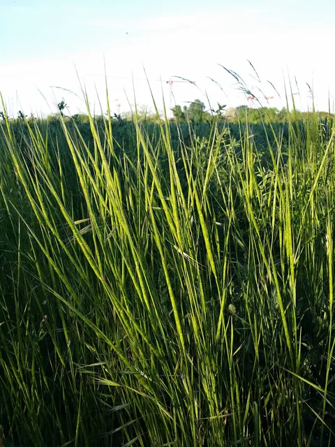 A stand of slender green jointed-goatgrass stems with narrow cylindrical spikes.